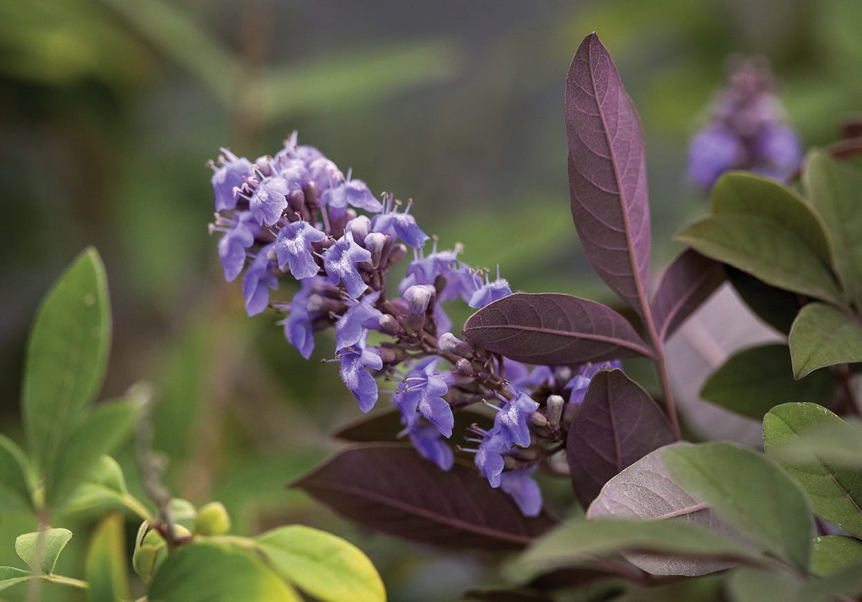 A love letter to Vitex - Nursery Management