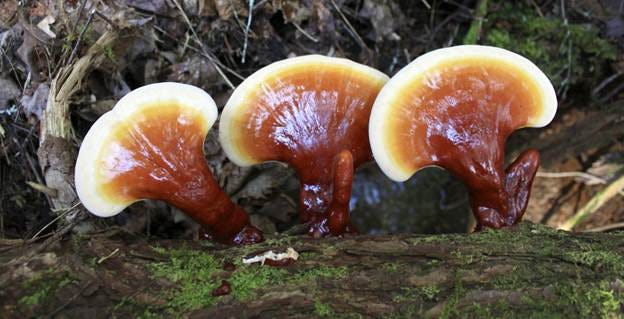 A group of mushrooms growing on a log

AI-generated content may be incorrect.