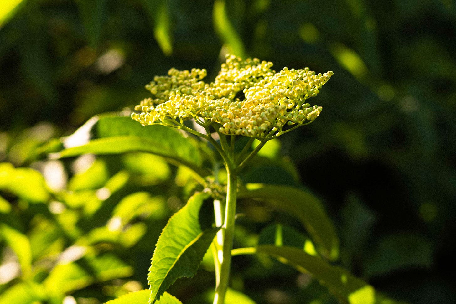 American elder or “elderberry” (Sambucus canadensis), growing in the Healing Forest, on Yakama Nation in Washington, USA. Courtesy of SUGi.