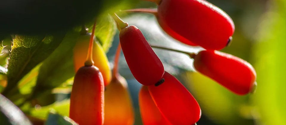 Berberine. Don't swallow the hype. Or the pill. | Office for Science and  Society - McGill University
