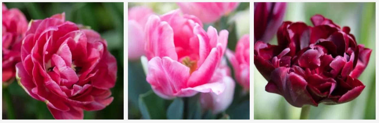 pink and purple tulips