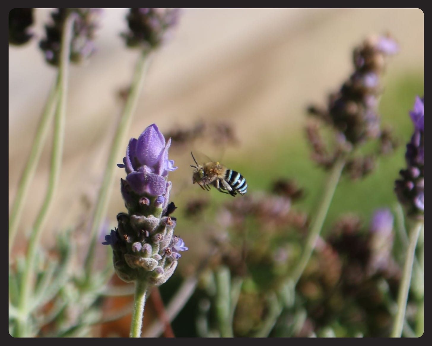 Blue banded bee in my French lavender, Alia Parker, Mind Flexing. Copyright.