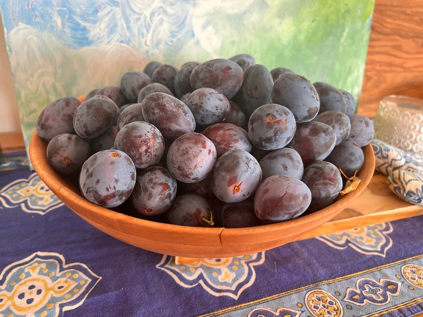 A wooden bowl of three dozen purple plums on a blue table cloth.