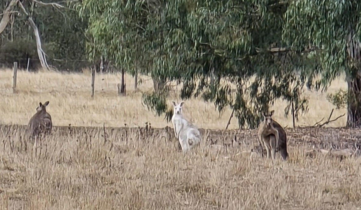 r/melbourne - White kangaroo (no rough location, mods nuked the last post)