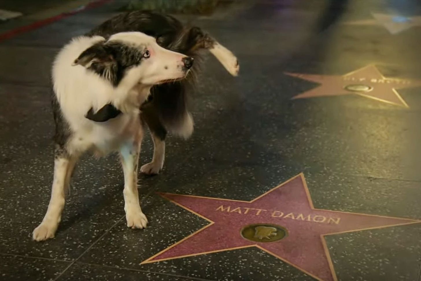Messi the dog pees on Matt Damon's Walk of Fame star at Oscars