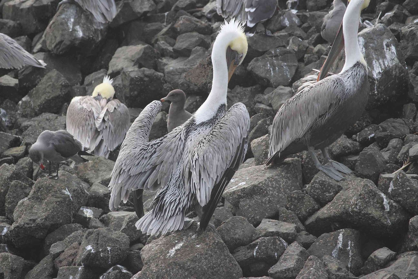 A glorious pelican on some rocks, two other pelicans are visible plus some other birds