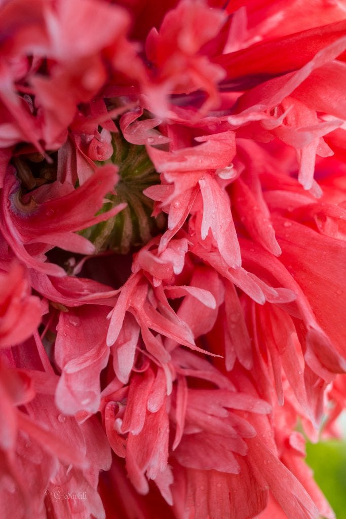 Poppy petals 