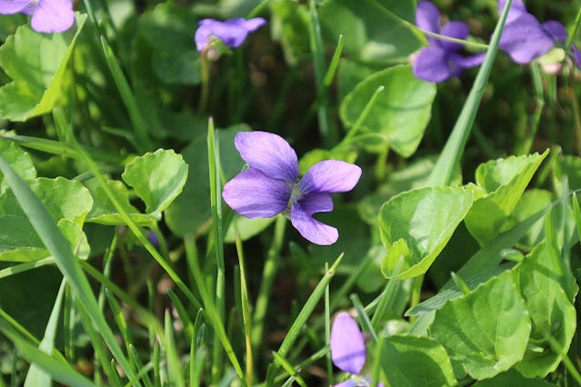 Violets at the Genuine Faux Farm