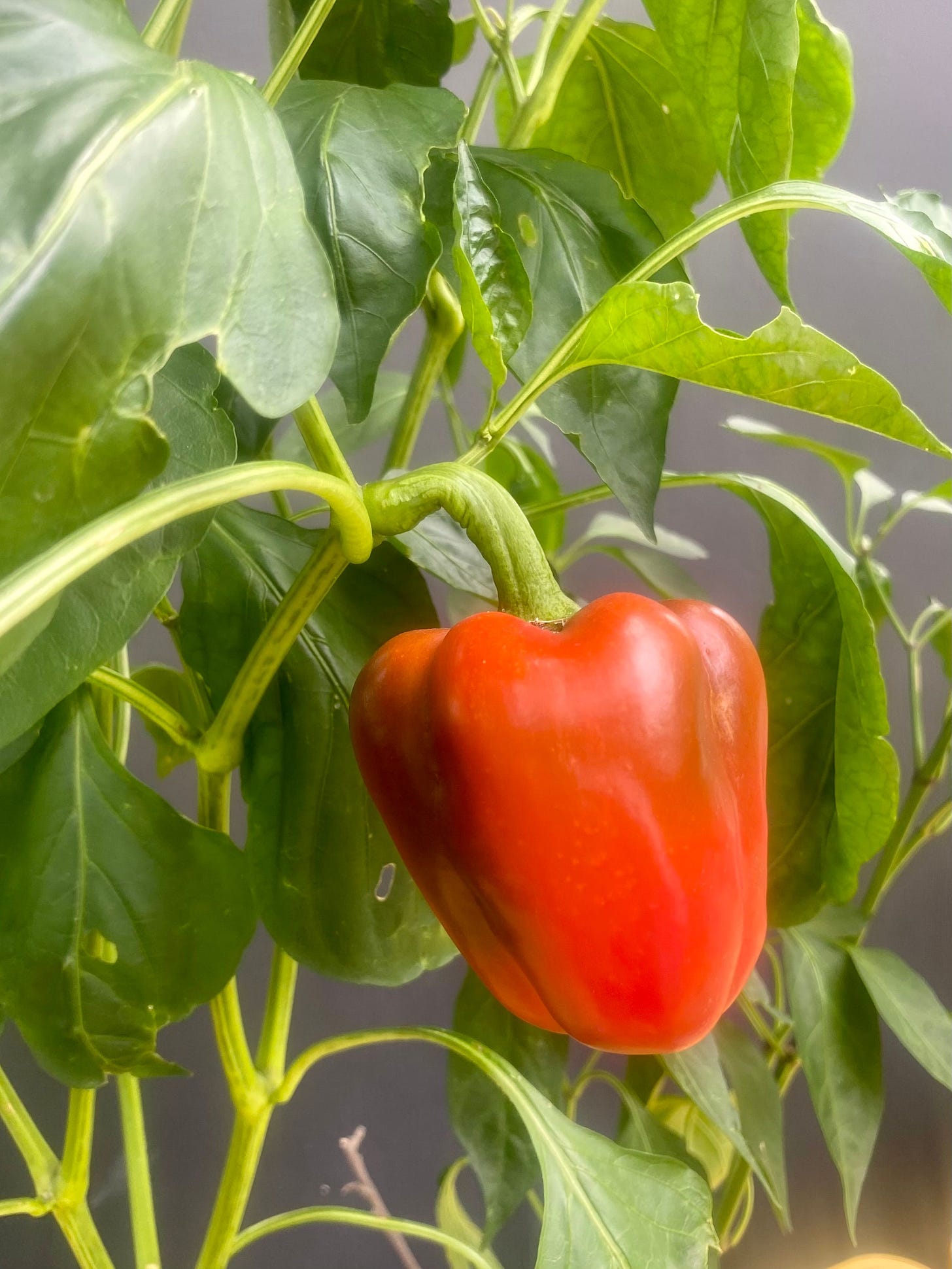 A close up of a bright red, ripe bell pepper ready for harvest.