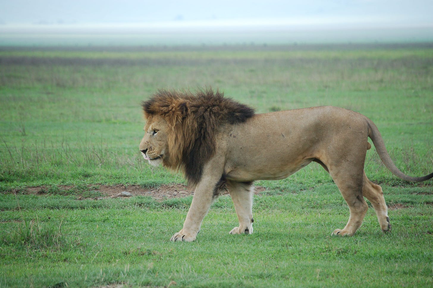The male lion walk after mating. Safari Photography, Male Lion, Safari ...
