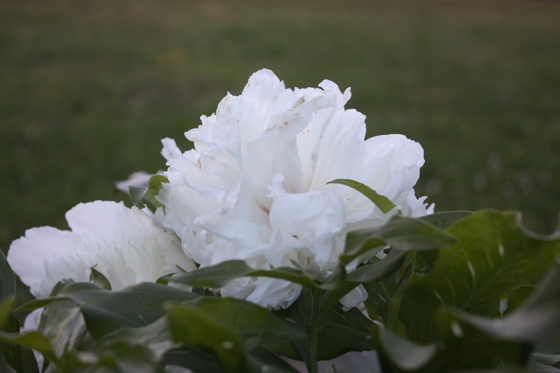 A white peony faces upward with warmer light
