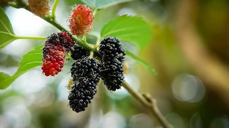 mulberry trees