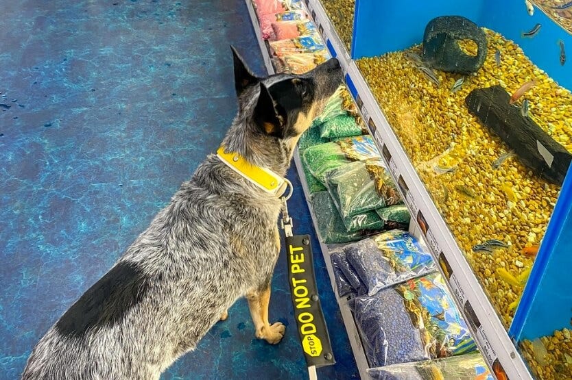 Scout the blue heeler wears a "do not pet" leash wrap and stands in front of a fish tank at a pet-friendly store