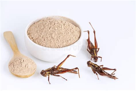 Grasshopper Insect Powder. Orthoptera Flour for Insects Eating As Food ...