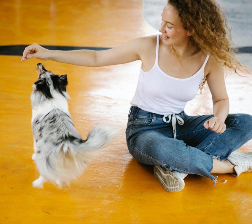 cheerful woman training sheltie dog in gym