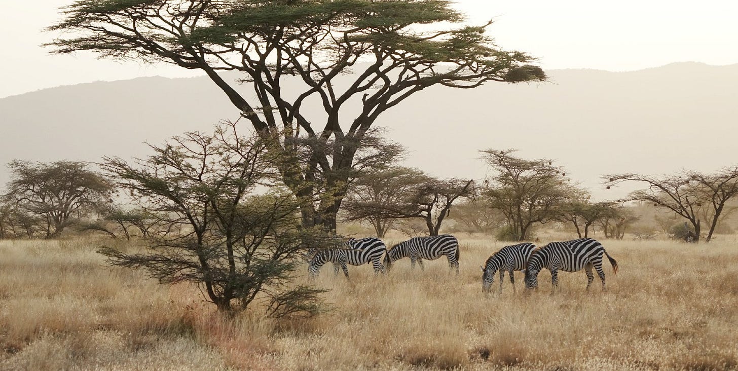 Zebra graze in the Masai Mara, Kenya.