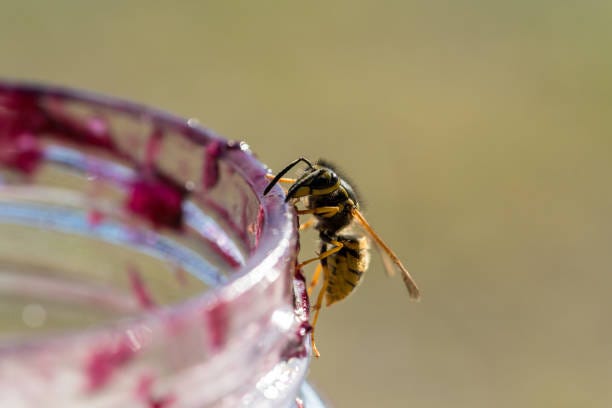 Wasp Jelly Stock Photos, Pictures & Royalty-Free Images - iStock