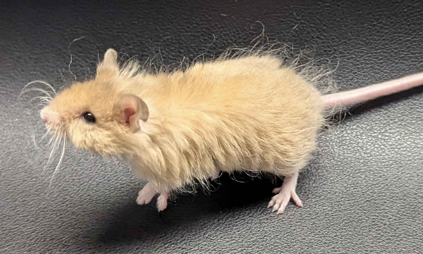Fluffy tan colored mouse in a black surface Fluffy tan colored mouse in a black surface