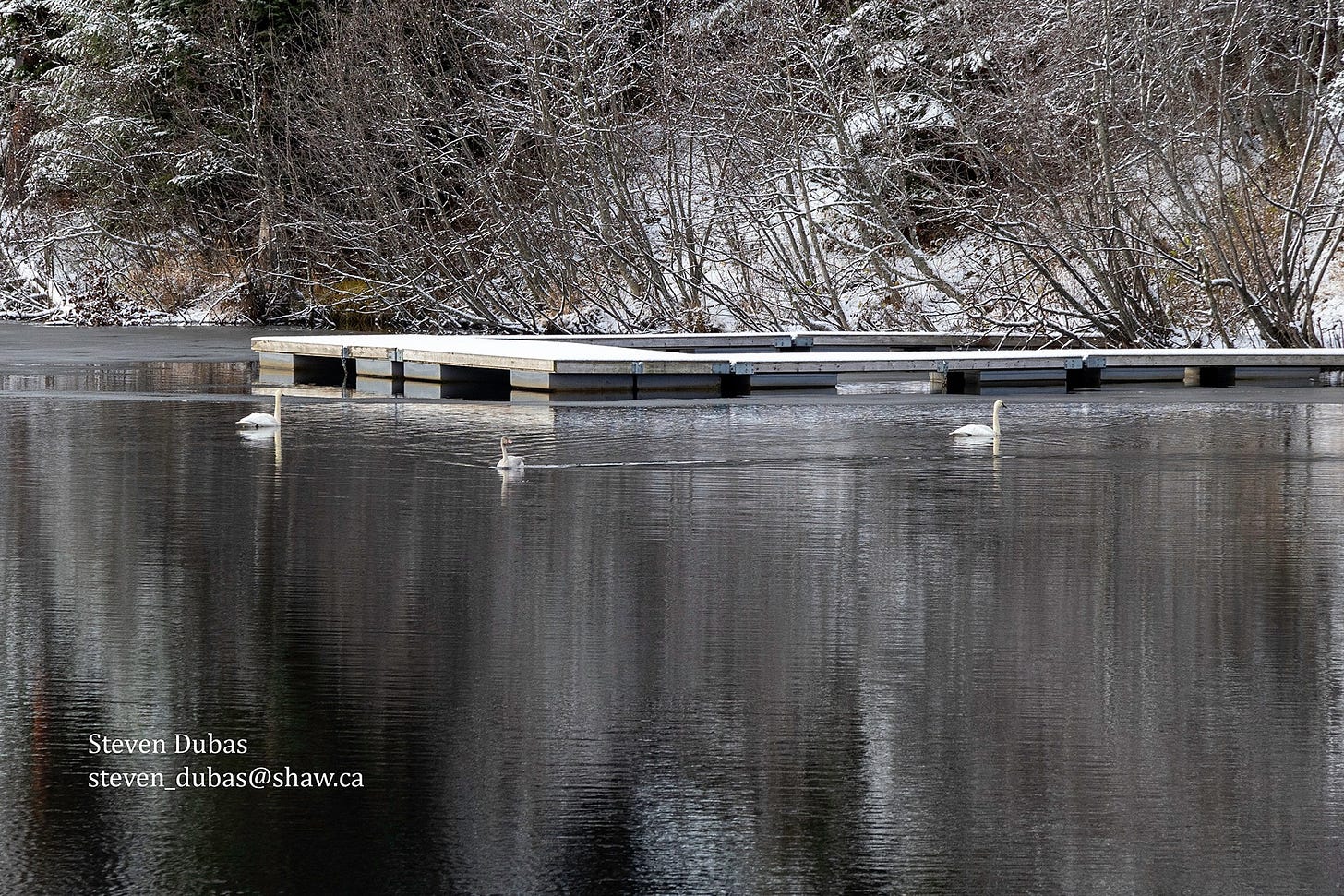 May be an image of swan and covered bridge