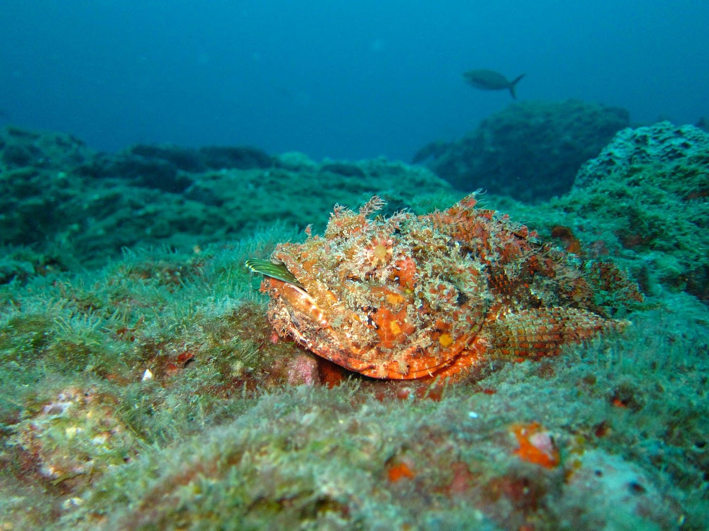 A pointy mass of mottled orange and brown resting in algae on the ocean floor.