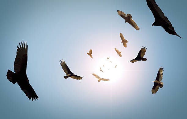 Circling Vultures Stock Photo - Download Image Now - Vulture, Orbiting,  Flying - iStock