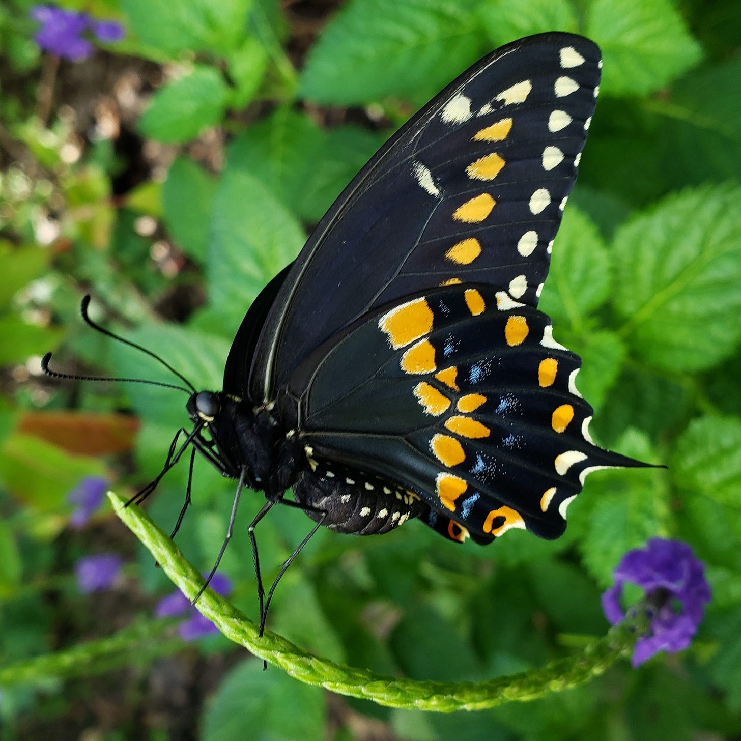 A Black Swallowtail, courtesy of the Tampa Bay Butterfly Foundation.