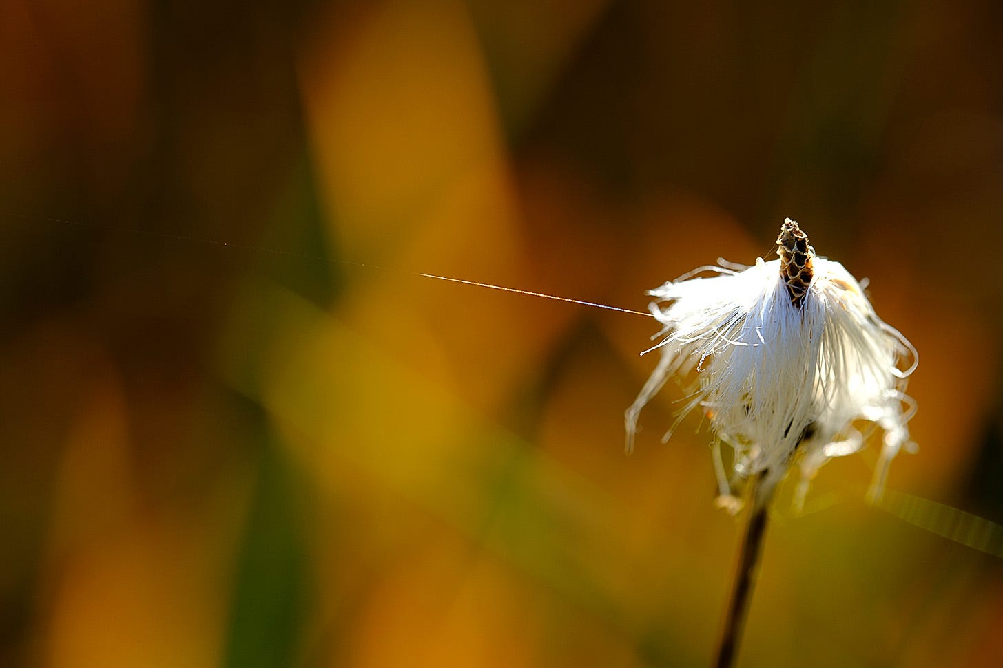 White seedheads of Hare’s tail cotton grass. A single silken spider’s thread connects it to the yellow ochre backdrop of asphodel