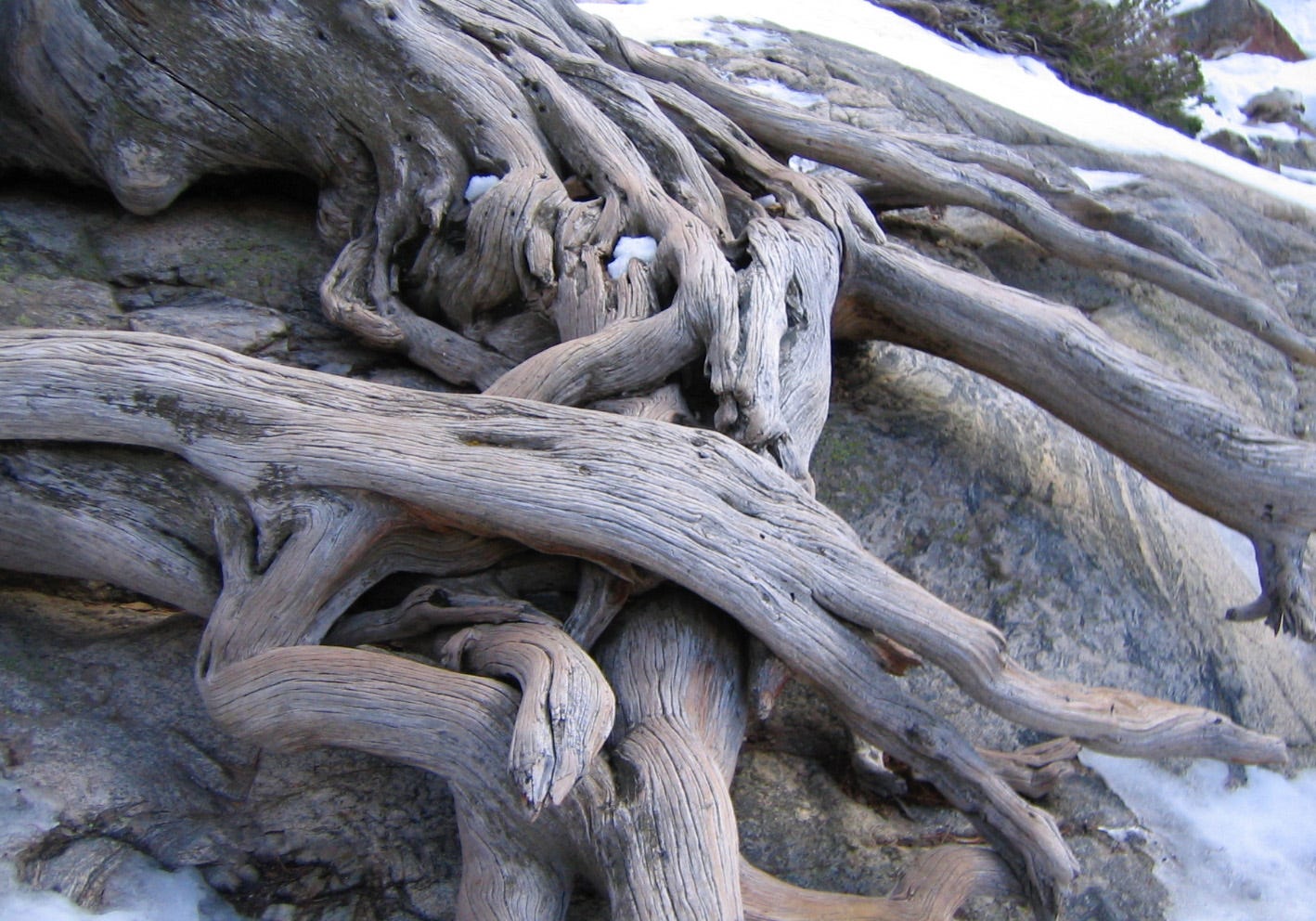 Close-up of gray tree roots winding up, down, and around each other aboveground