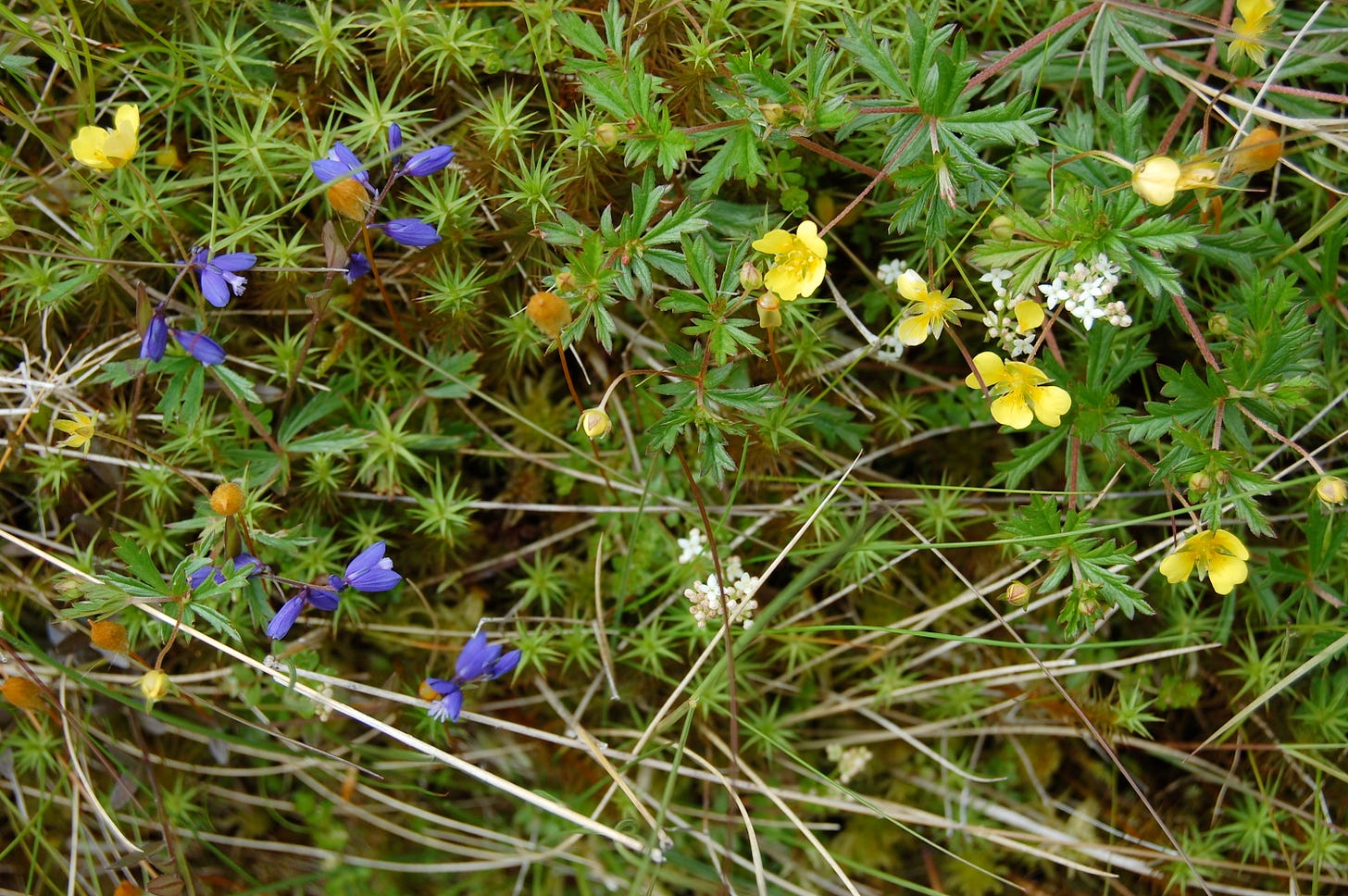 tormeentil, milkwort, bedstraw