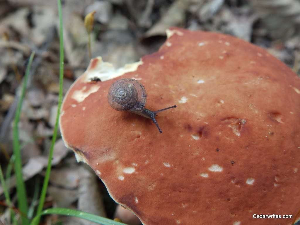 snail on mushroom