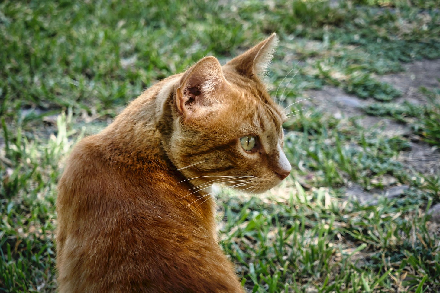 An orange tabby cat standing in the grass looking over his shoulder to the right 