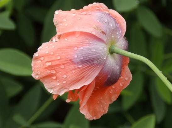 Poppy bloom