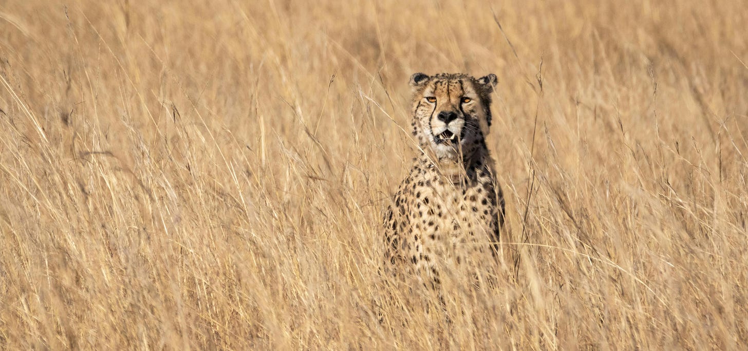 A cheetah sitting in the tall, brown grass A cheetah sitting in the tall, brown grass