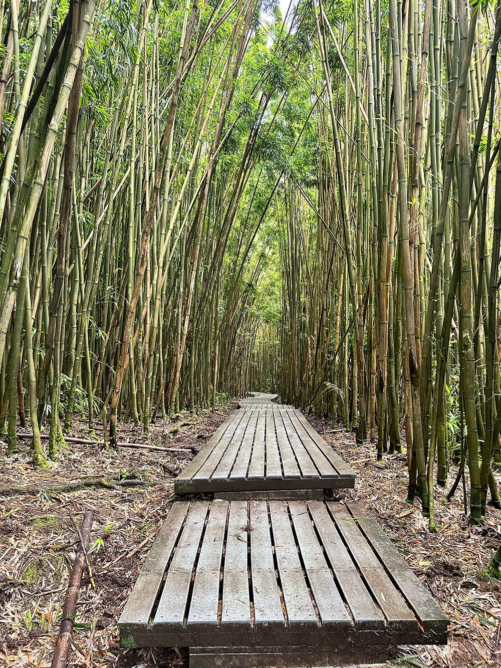 Pipiwai Trail bamboo forest