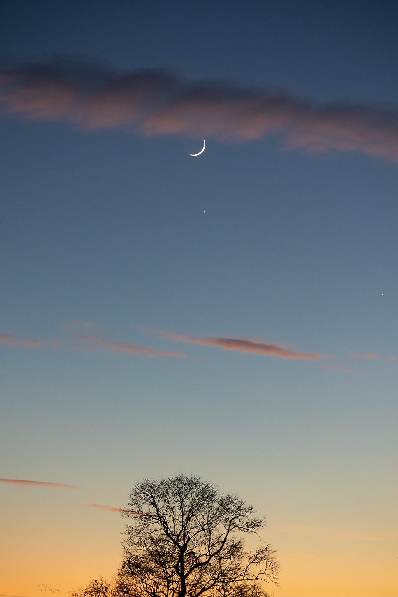 A crescent moon rises above an oak tree.