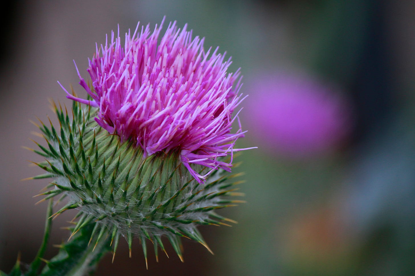 Extreme close up of a vibrant thistle flower with magenta crown and green, spikey body