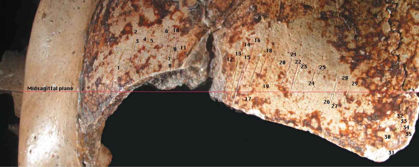The frontal bone of Krapina 3 with cutmarks indicated by numbers and the midsagittal plane marked The frontal bone of Krapina 3 with cutmarks indicated by numbers and the midsagittal plane marked