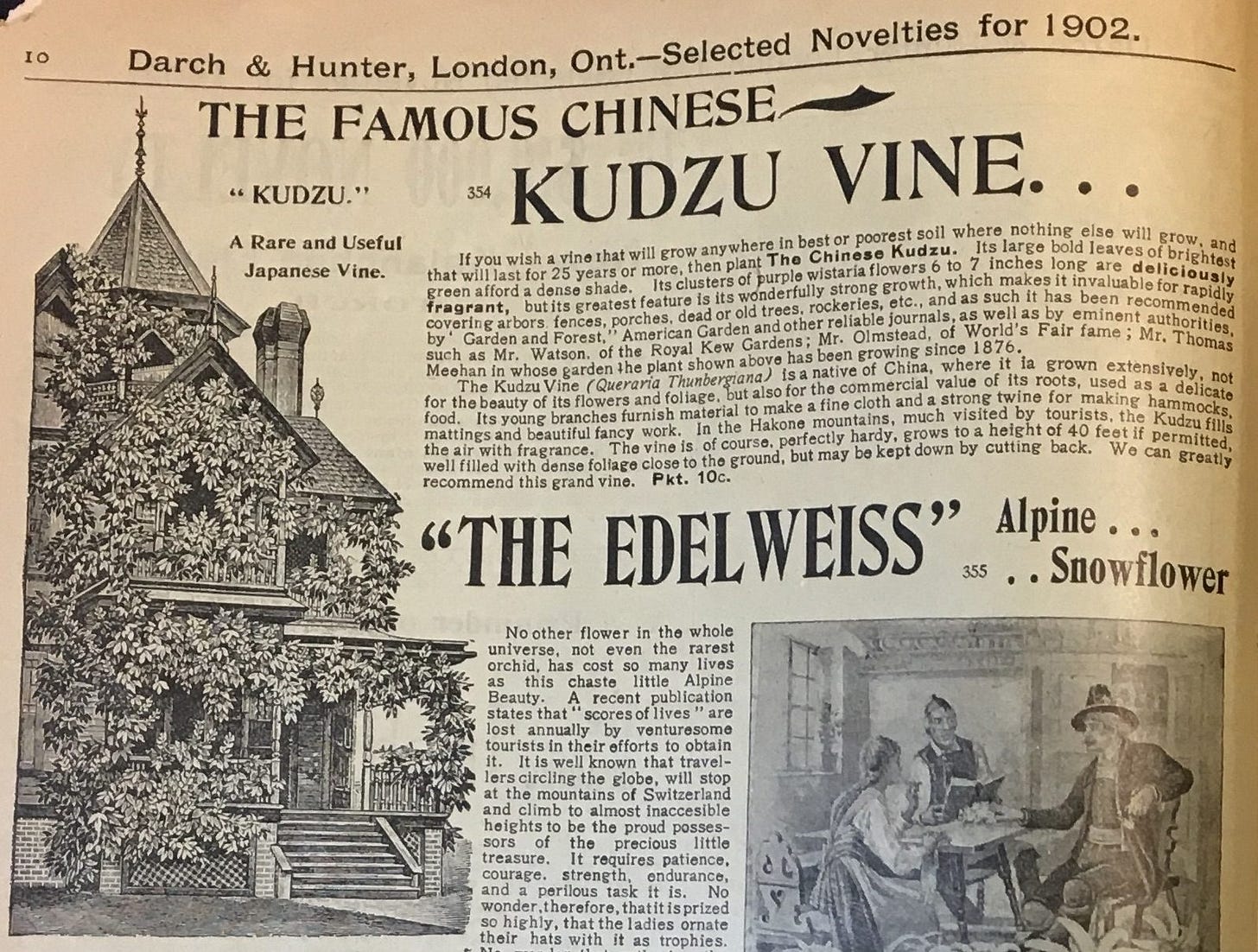 An advertisement for kudzu in an Ontario seed catalog. Similar ads ran in American catalogs.