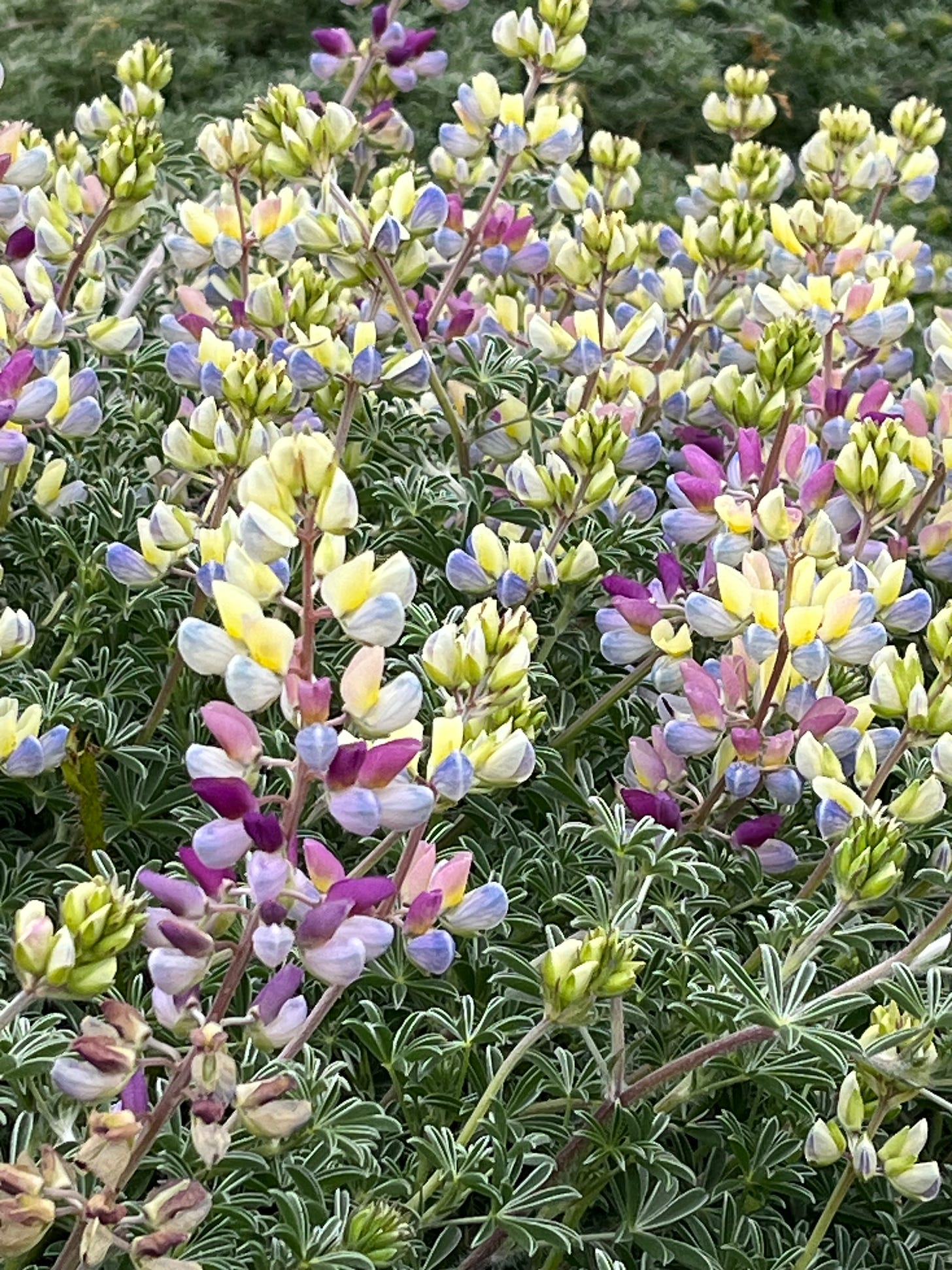 coastal lupine bush flowers
