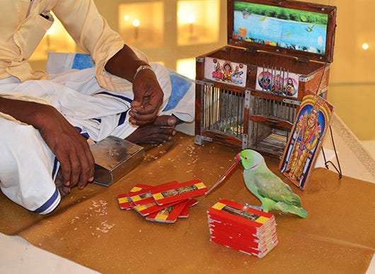 The Parrot Astrologers Of Tamilnadu – The Urge To Wander