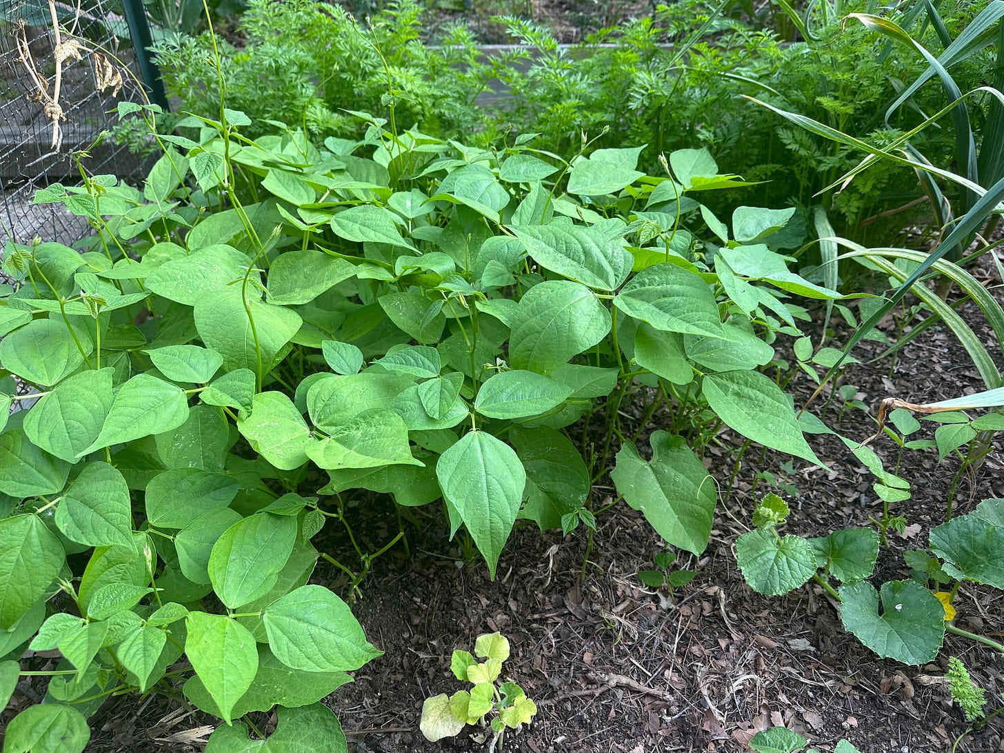 green beans and cucumbers green beans and cucumbers