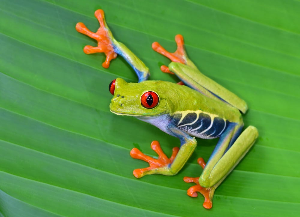 Caring For Your Tree Frog