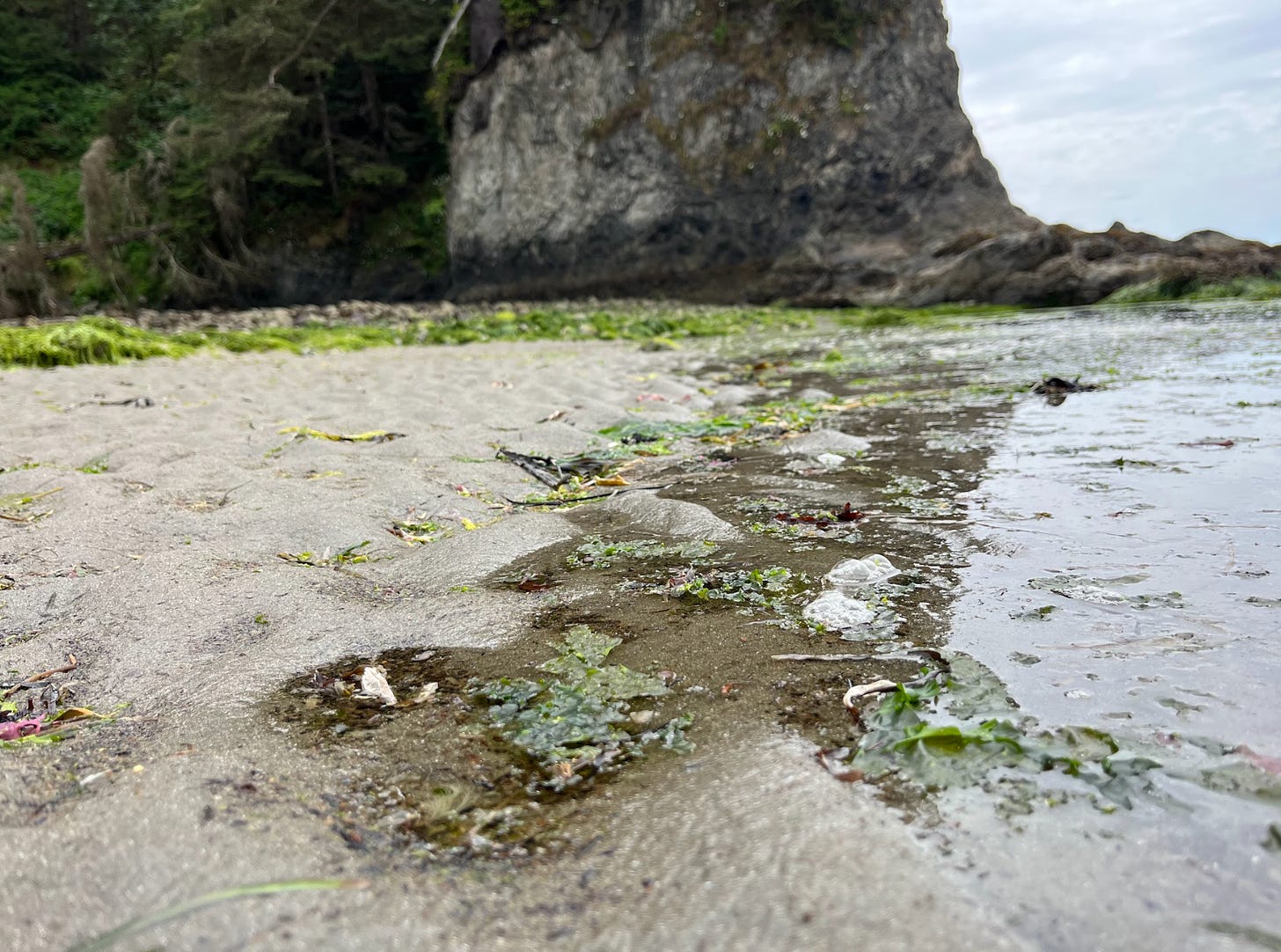 Close-up photo of water in sand, seaweed on beach in background.