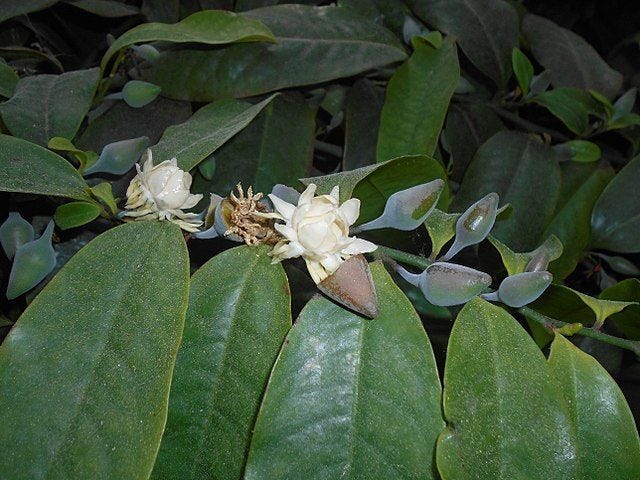 Eupomatia laurina [flowers and foliage - wikicommons].jpg