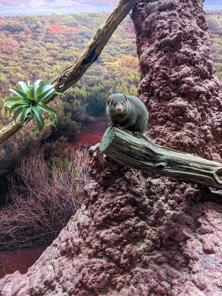 dwarf mongoose