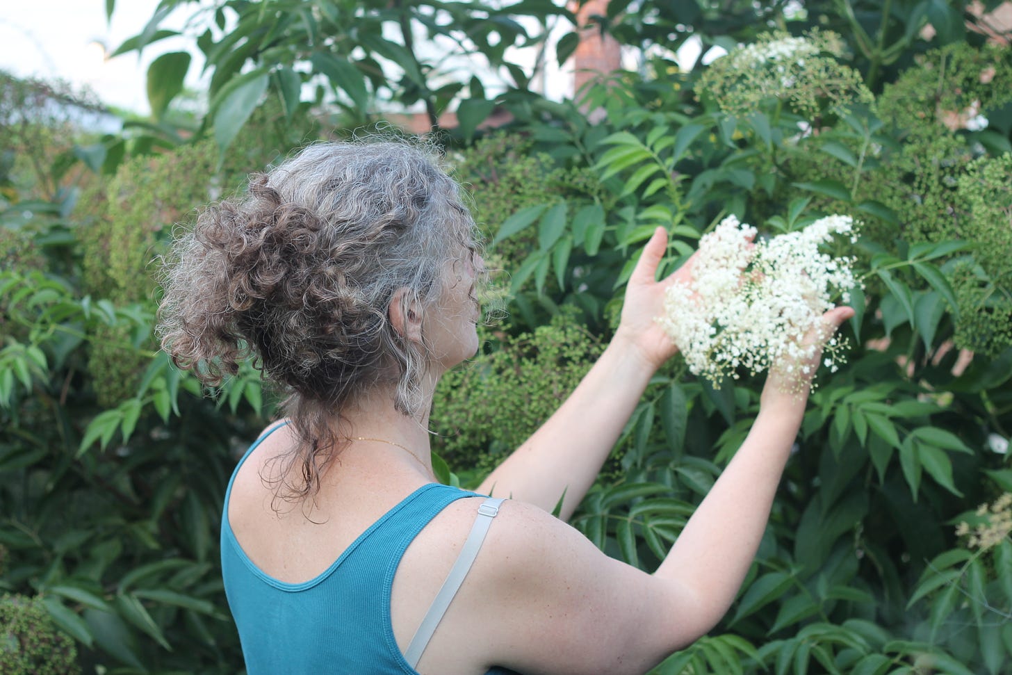 A white woman with grey curly hair in a ponytail holds a big, white, flat elderberry blossom between her two hands