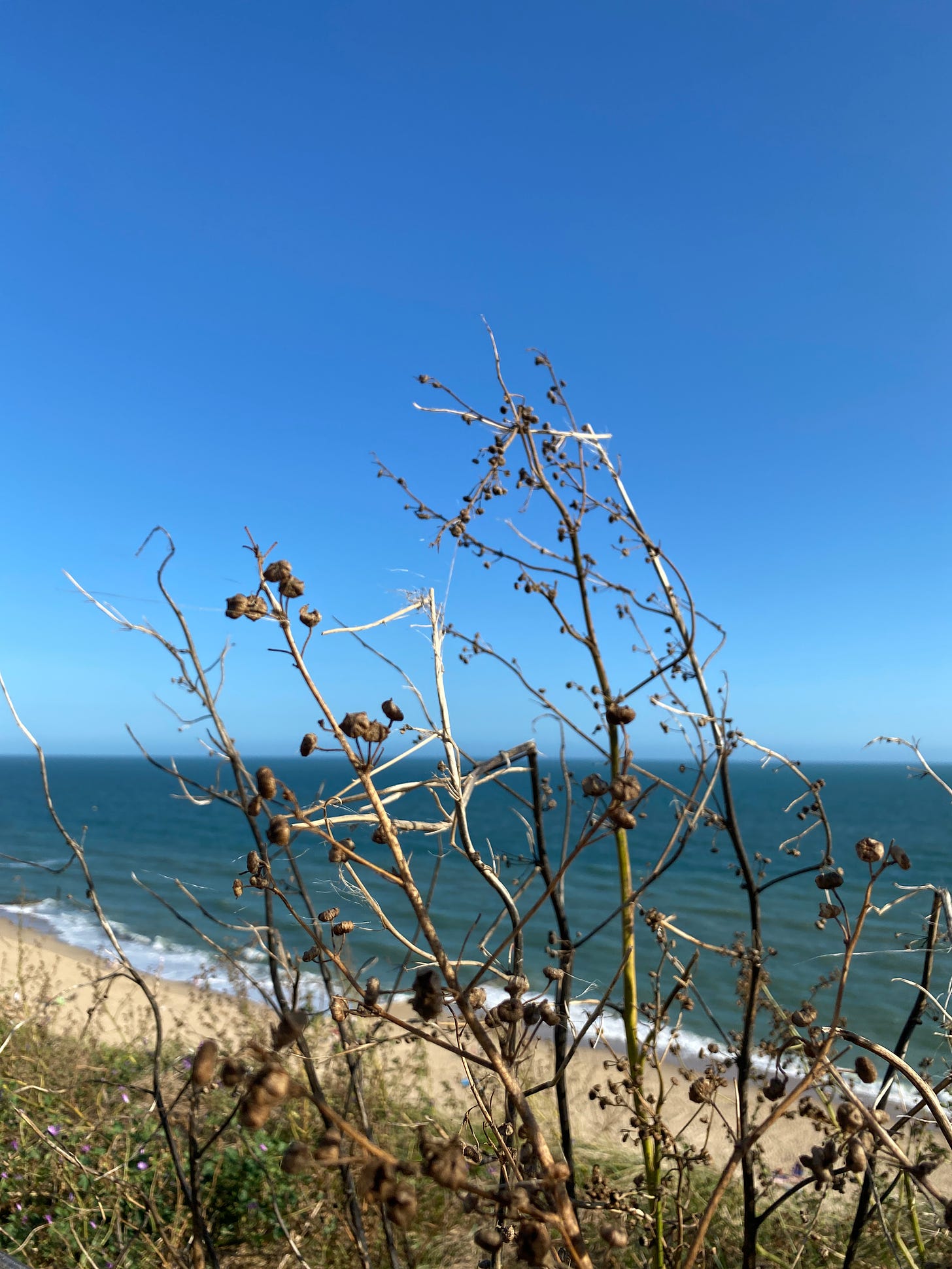 seed heads against a blue sky and sandy coast