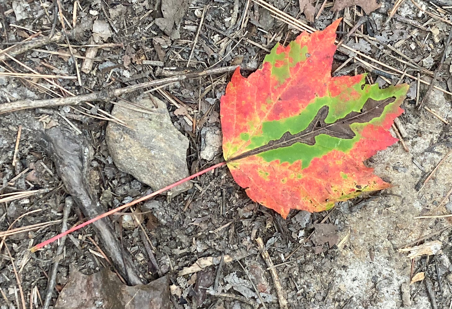 a maple leaf on the ground, turned partly red and gold