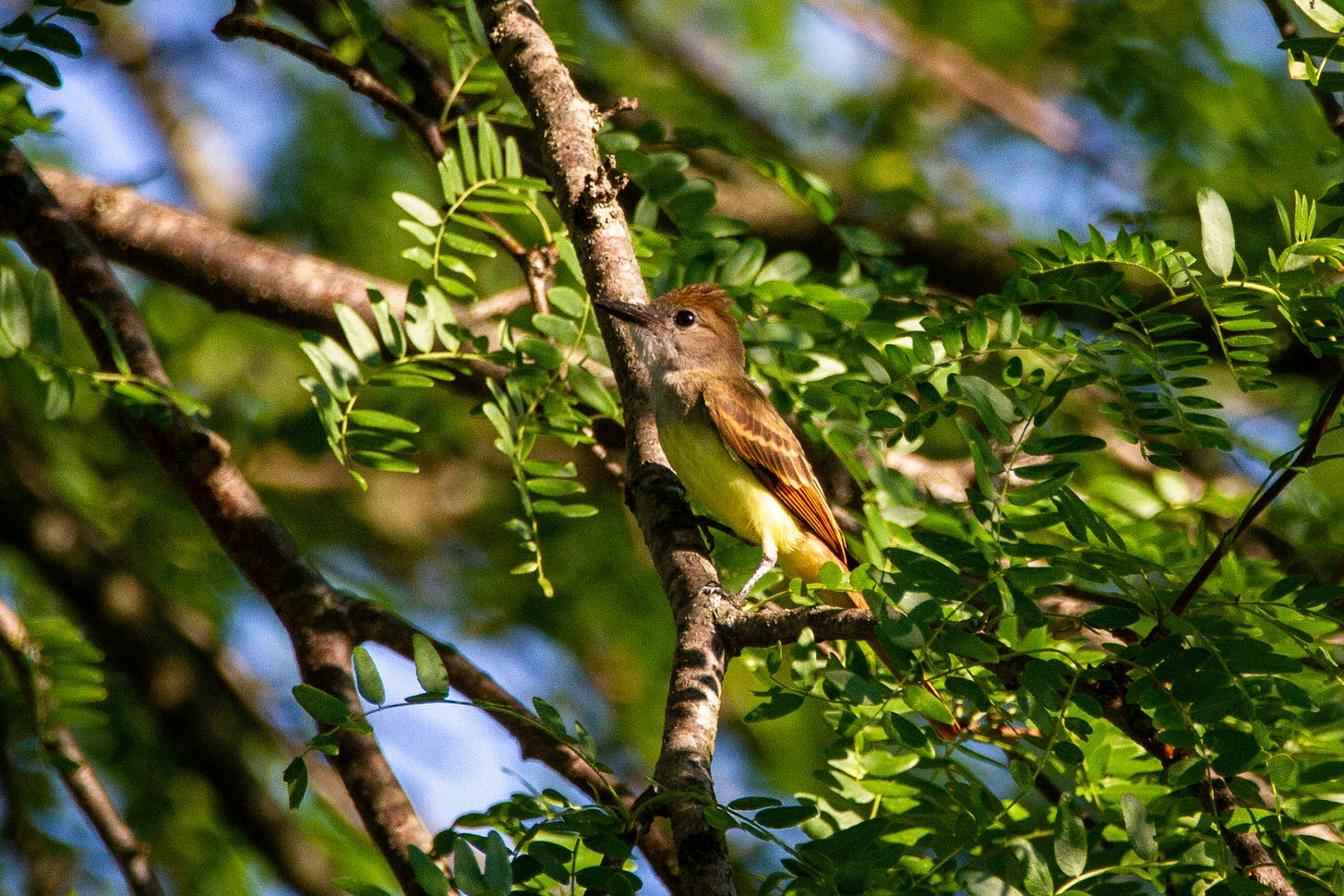 Image of a  great crested flycatcher perched on a branch in a green leafy tree