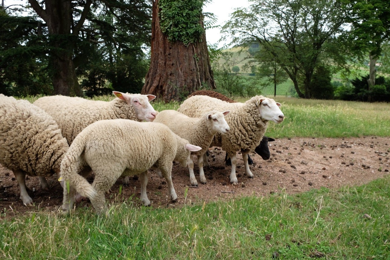 Sheep at Château de Poncié